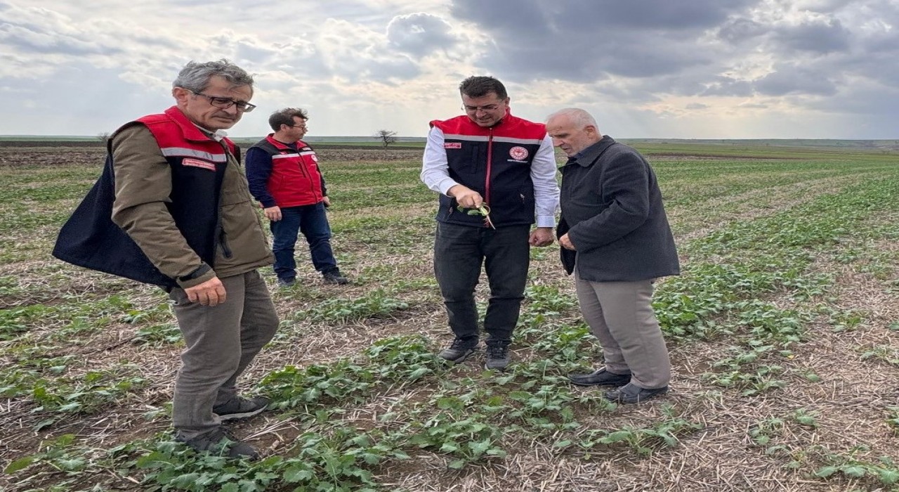 Aksoy: Anıza ekim, yağmurun emilimini artırır ve buharlaşmayı azaltarak rutubeti toprakta tutar