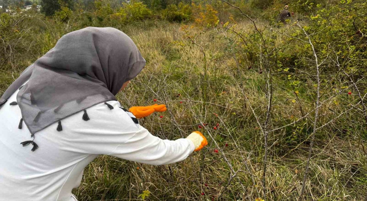 Alaplıda kuşburnu hasadı başladı