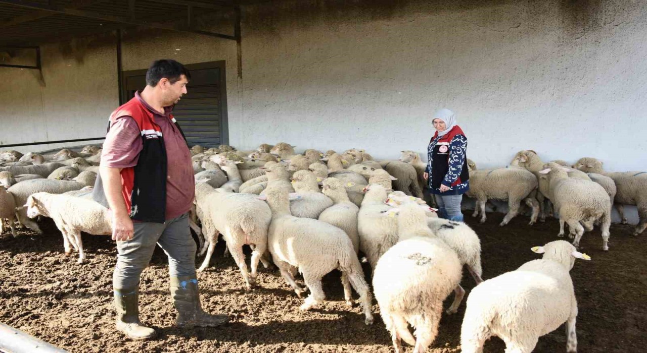 Aliağada hibe koyun ve koçlar üreticilere teslim edildi