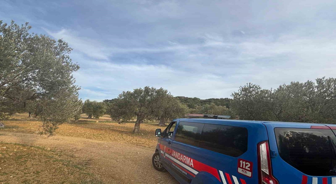 Aliağada zeytin hasadı başladı, güvenlik önlemleri artırıldı
