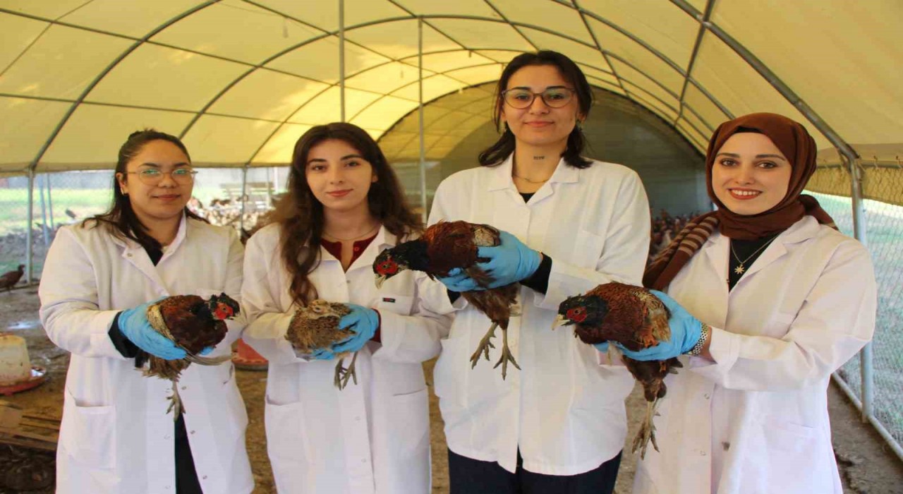 Amasyada üniversiteliler sülün yetiştiriyor