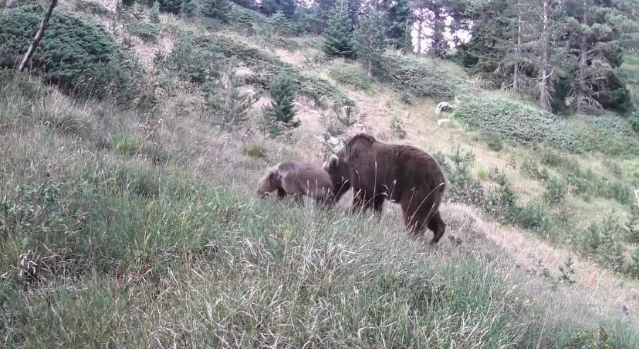 Anne ayı ve yavruları kamerada