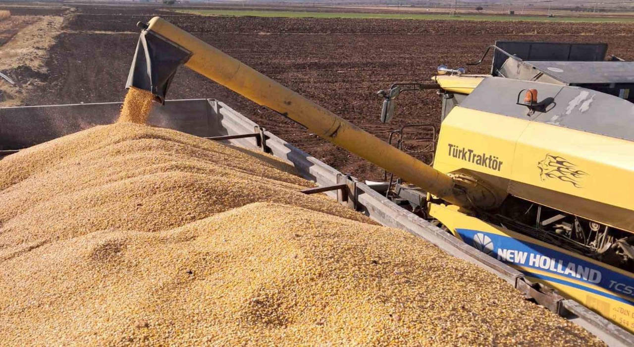 Araban Ovasında mısır hasadına başlandı