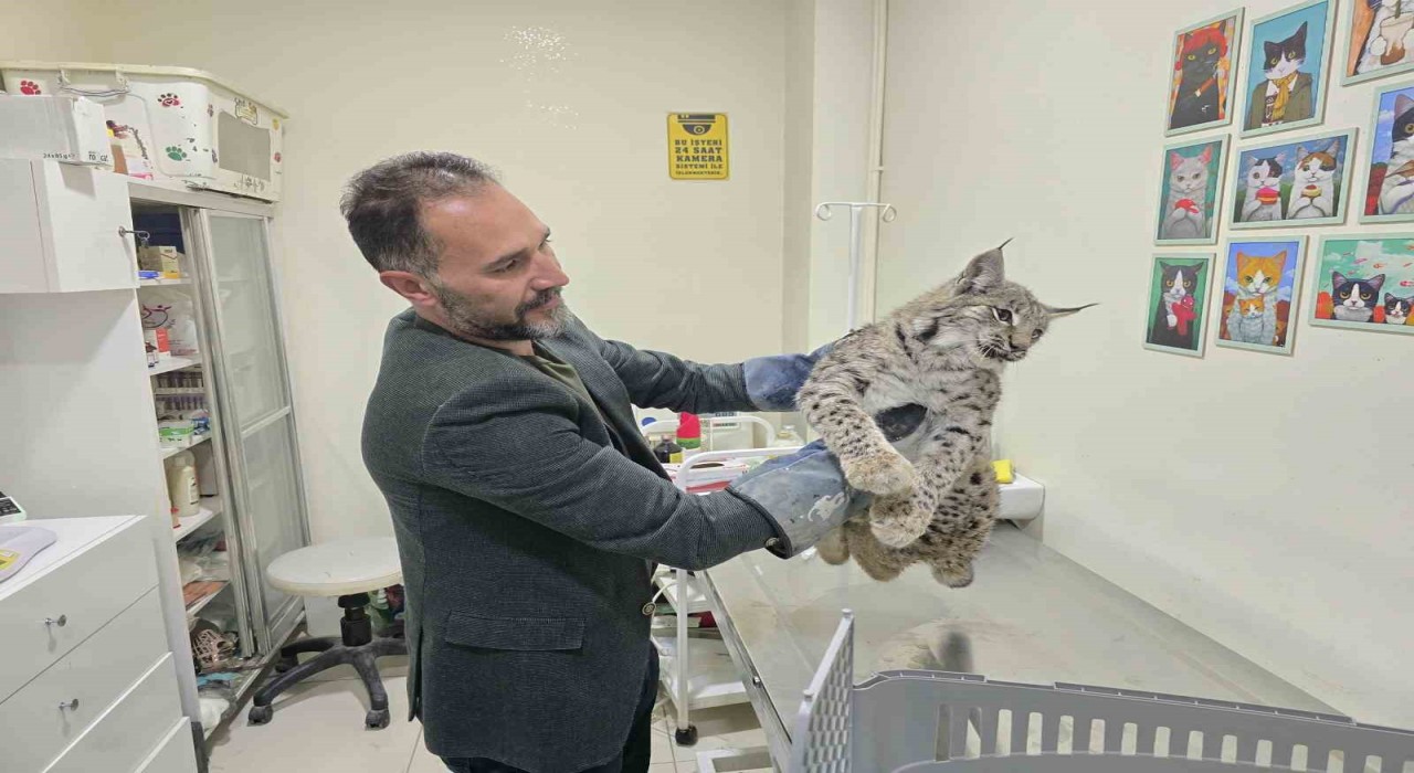 Aracın çarptığı vaşak tedaviye alındı