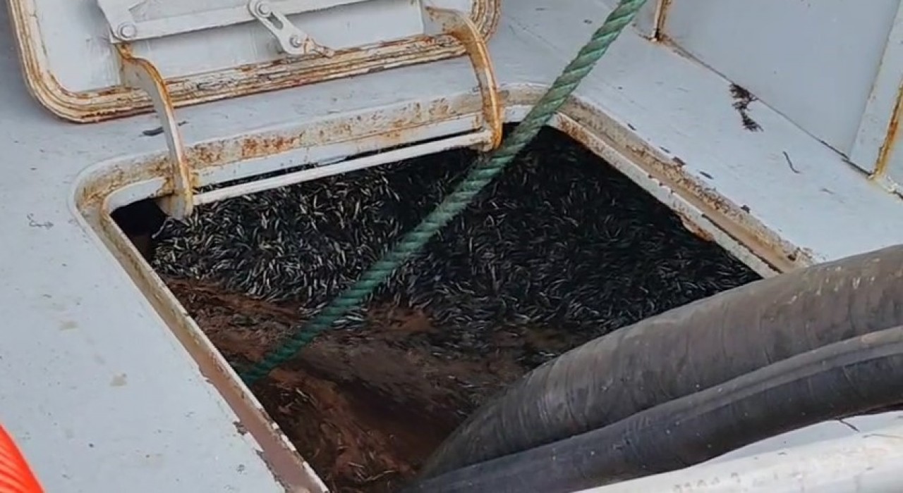 Araklı Limanında hafta sonu hamsi yoğunluğu