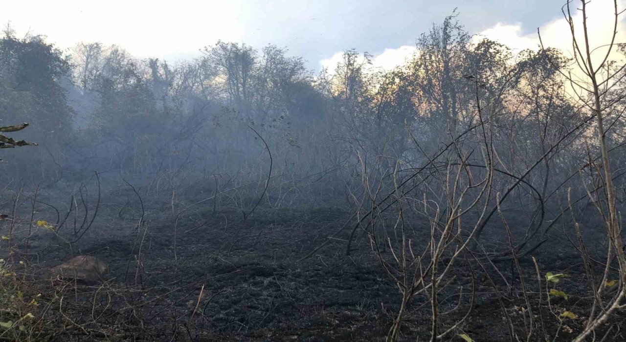 Artvin Hopada ziraat alanında çıkan yangın ormana sıçradı