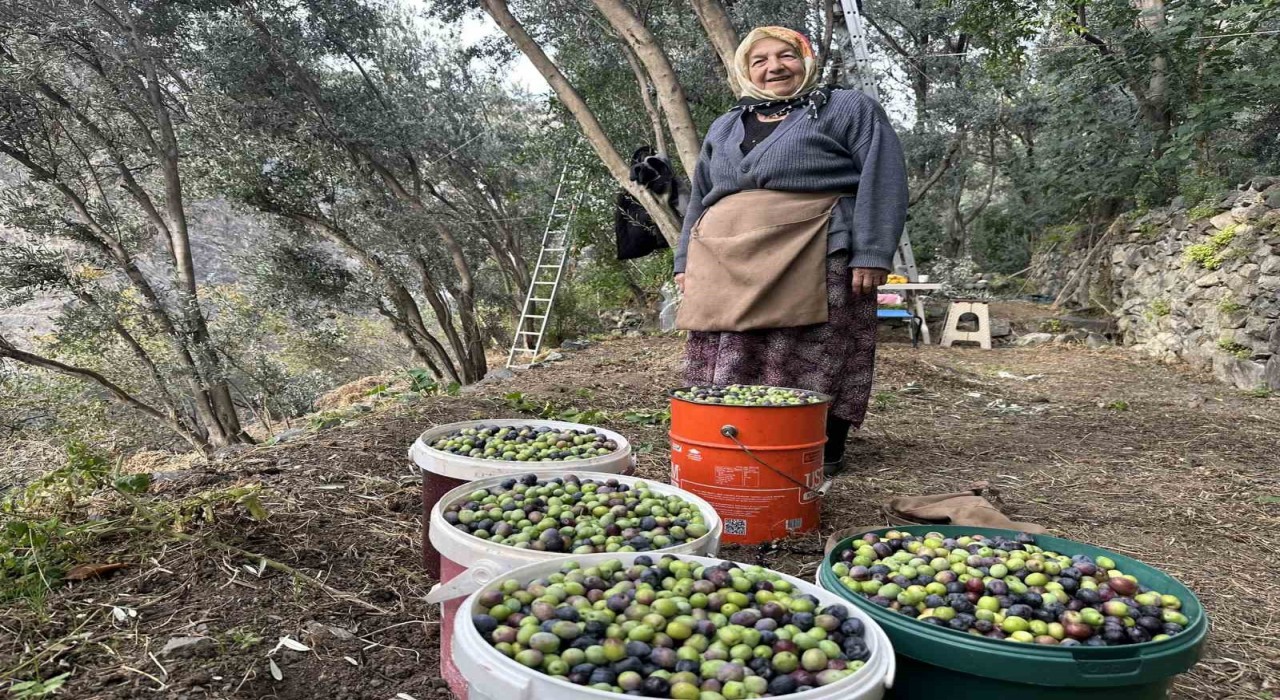 Artvinde Butko Zeytininin hasadı devam ediyor