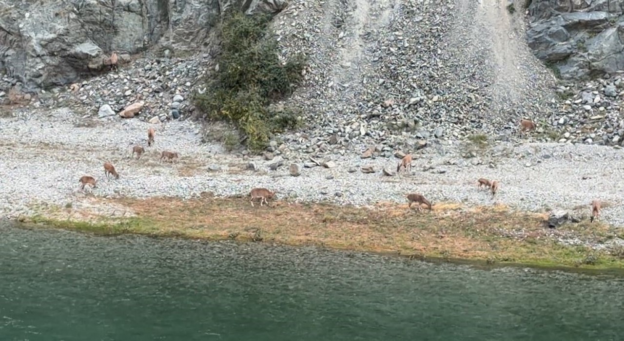 Artvinde dağ keçileri sürüsü ilk kez bu kadar kalabalık görüntülendi