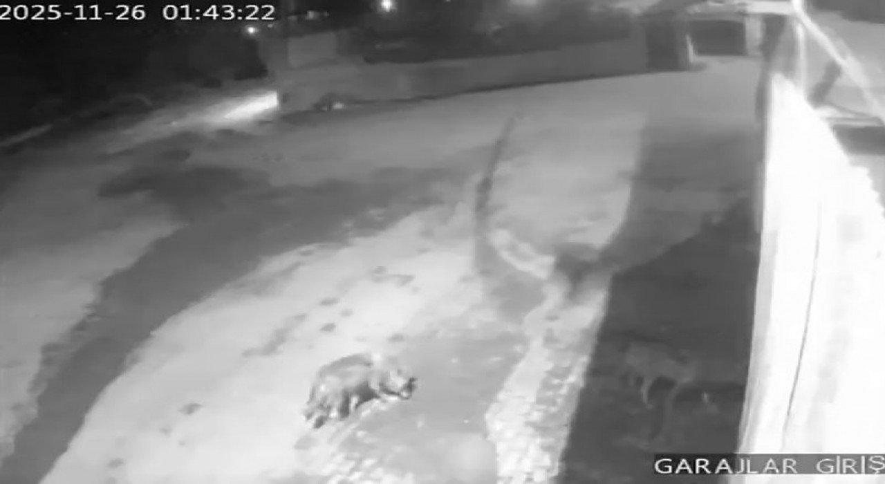 Aşkalede aç kalan kurtlar köye indi