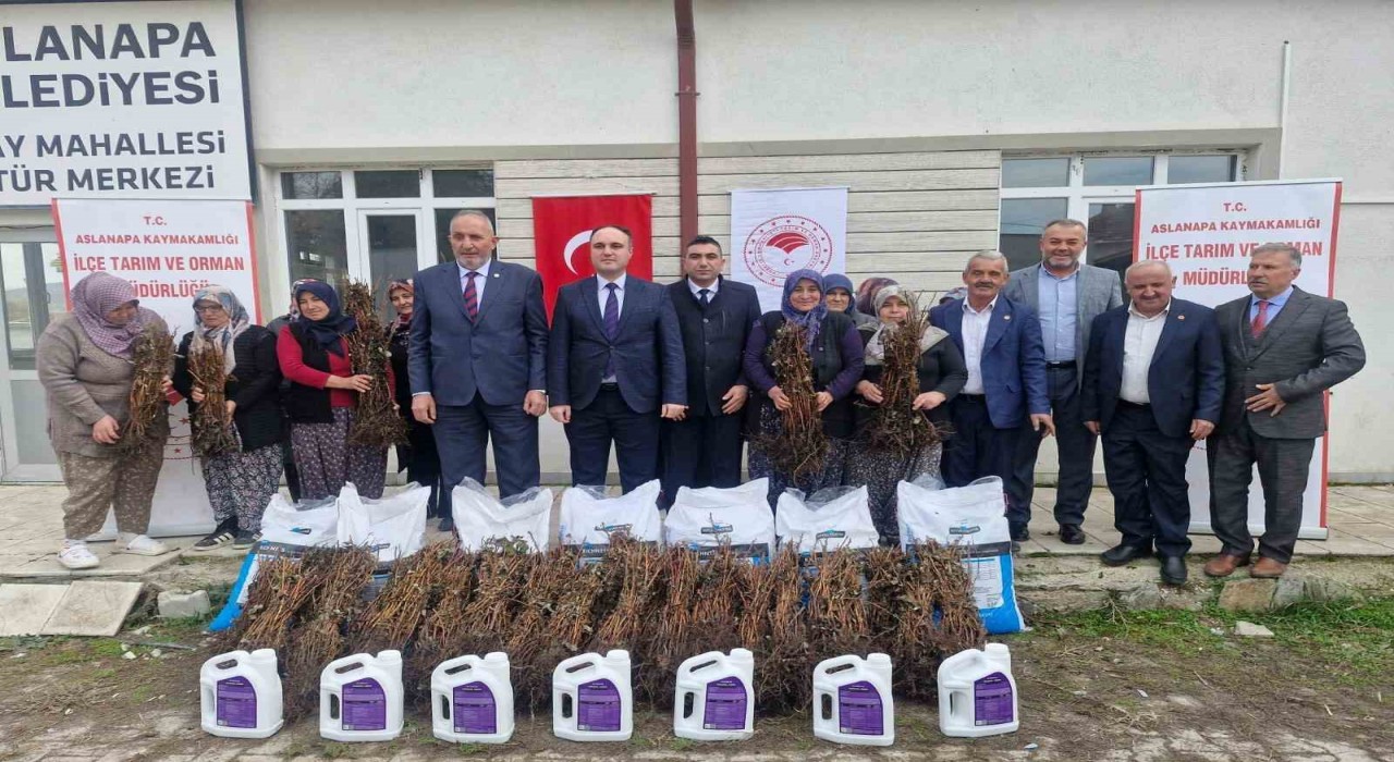 Aslanapada 13 kadın çiftçiye yüzde 75 hibeli 7 bin adet ahududu fidanı dağıtıldı