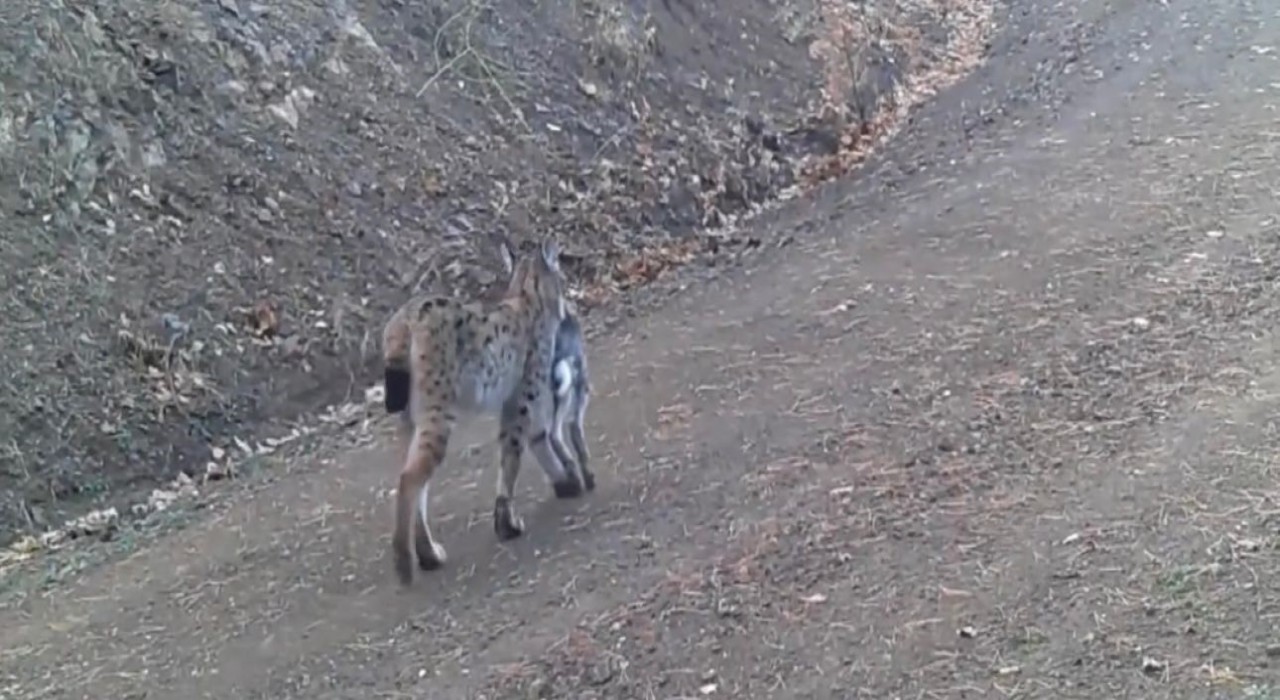 Avını taşıyan vaşak kamerada