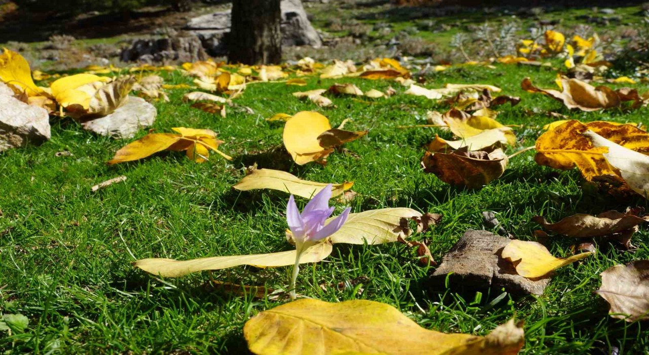 Aydın dağları sonbahara kucak açtı