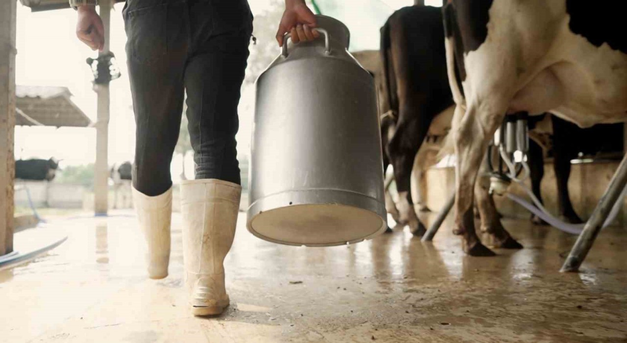 Aydında 9 bin 543 üreticiye toplam 66 milyon TL ödeme yapılacak