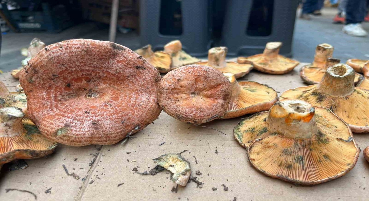 Aydında çıntar çıktı, kilosu 500 TL