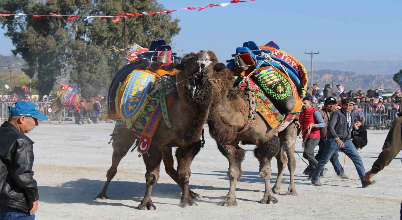 Aydında deve güreşleri ertelendi