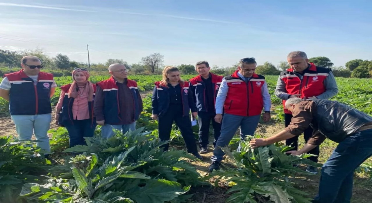 Aydında enginar üretimi yükselişte