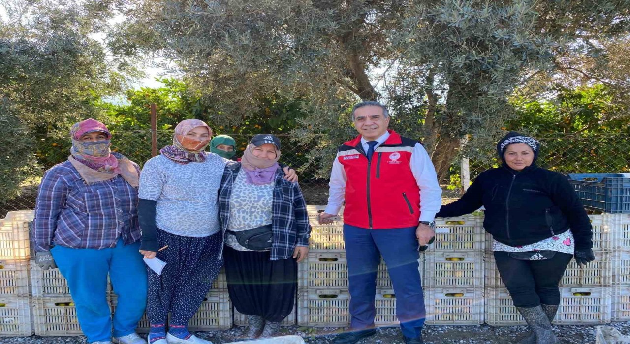 Aydında mandalina hasadı başladı