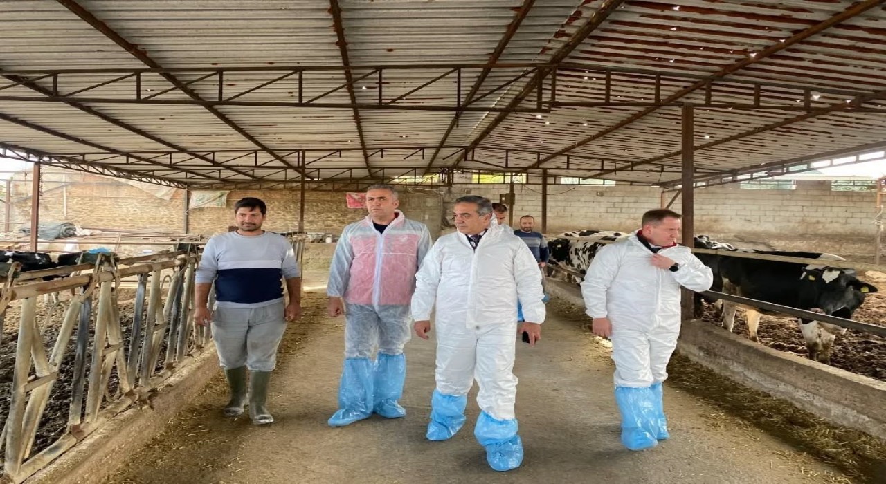 Aydında şap hastalığına karşı 565 bin 687 doz aşı uygulandı