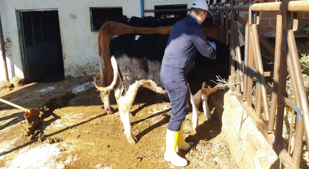 Aydında şap hastalığına karşı aşılama çalışmaları sürüyor
