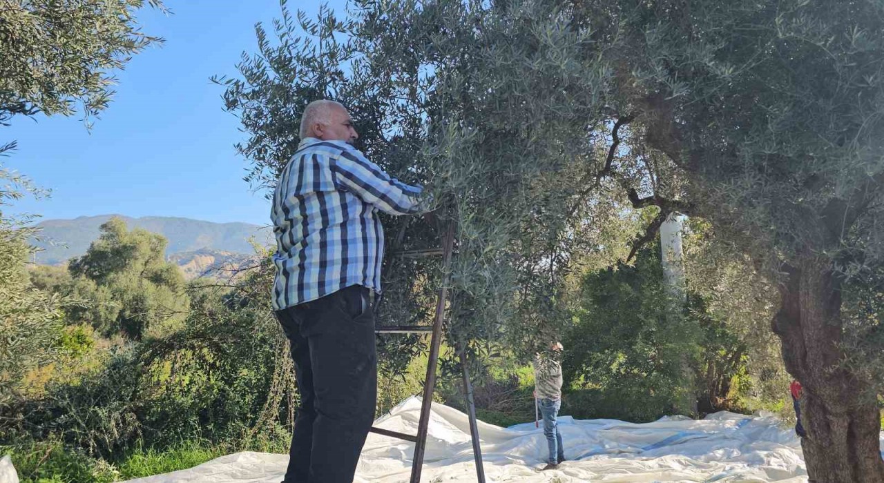 Aydında zeytin hasadı sürüyor