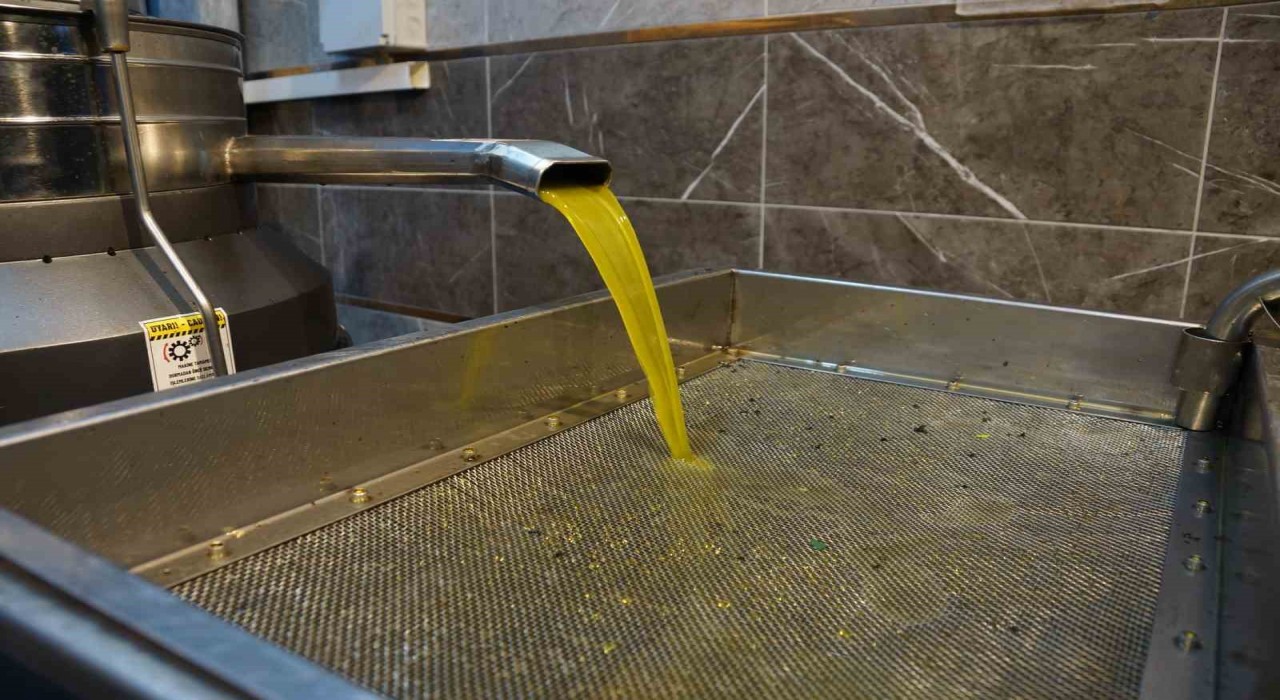 Aydında zeytinin yağa dönüşümü başladı