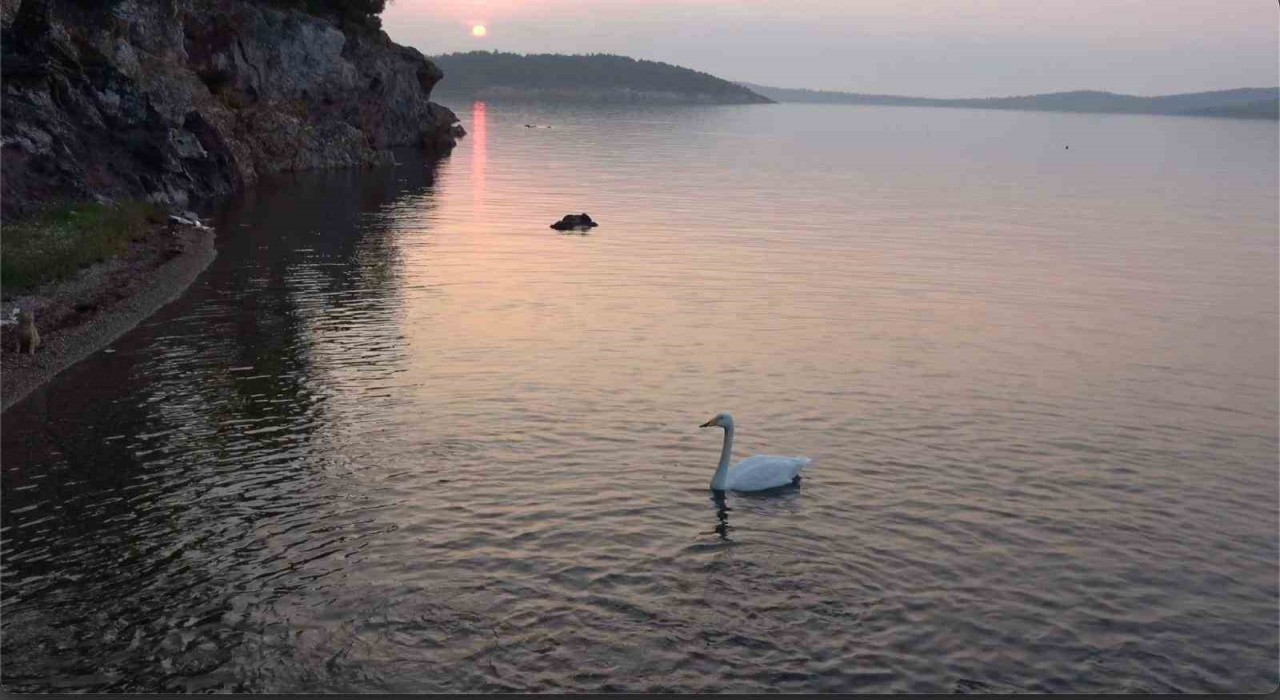 Ayvalıkta sevimli kuğu Paşa Limanının simgesi oldu
