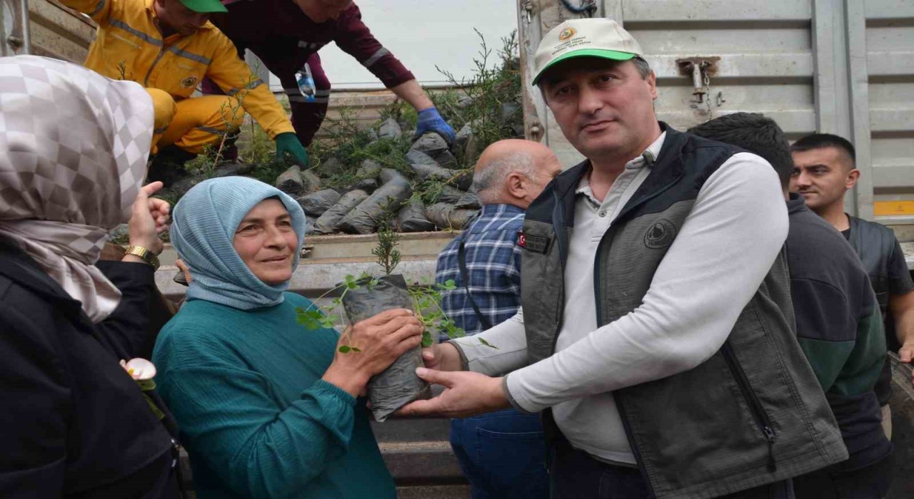 Bafrada fidan dağıtımı