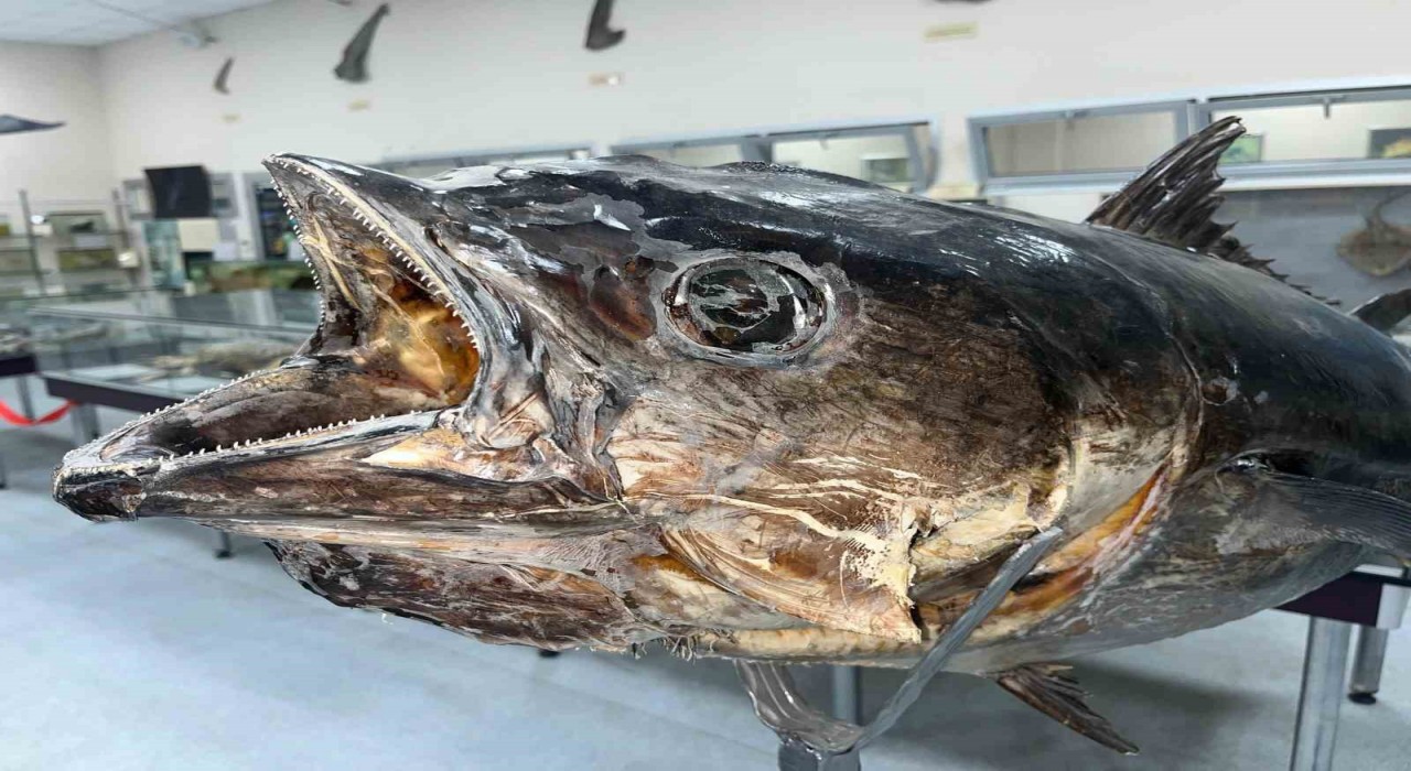 Balık sevdası ‘Deniz Canlıları Koleksiyon Merkezinde hayat buldu