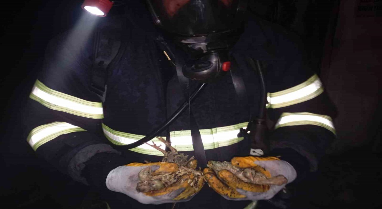 Balıkesirde 5 bin piliç yangında telef oldu