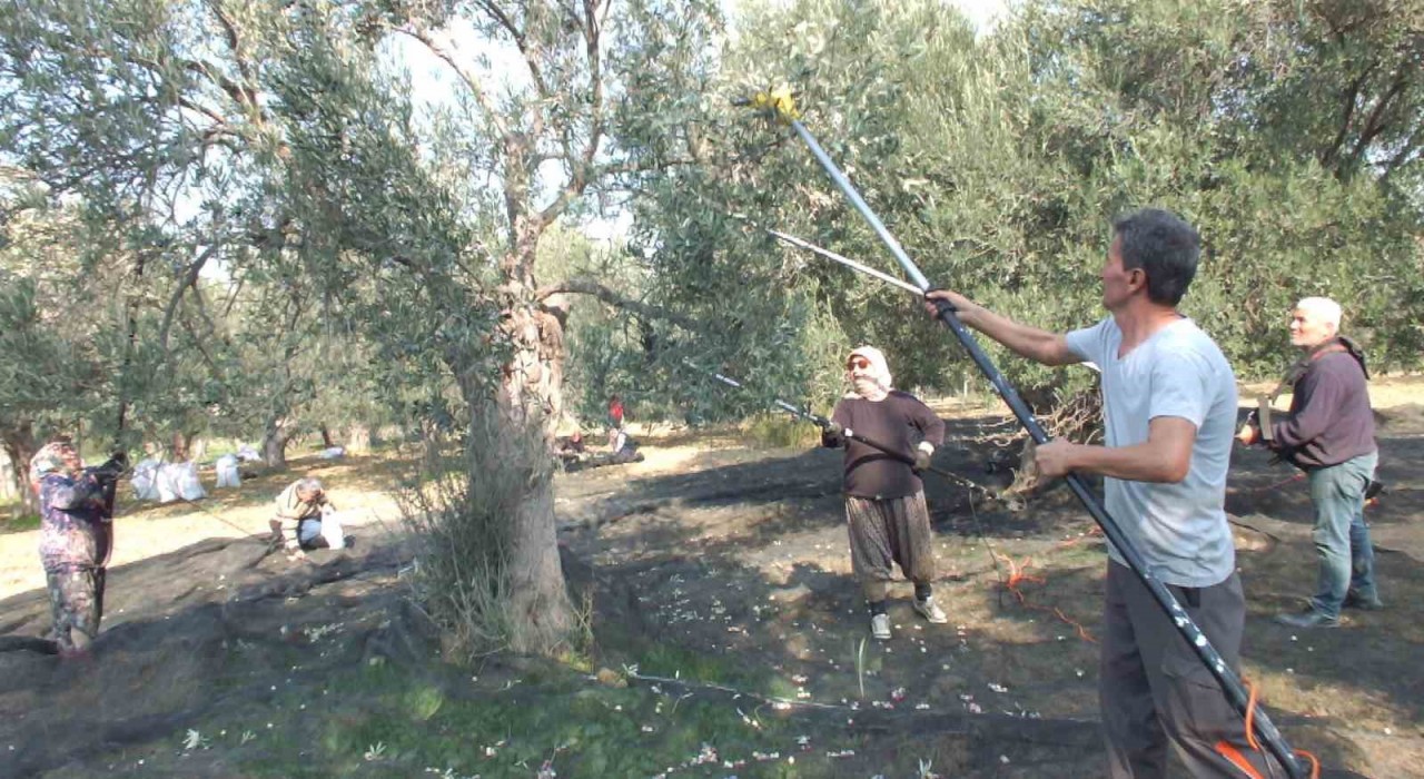 Balıkesirde makineli hasat zeytinde verimi artırıyor