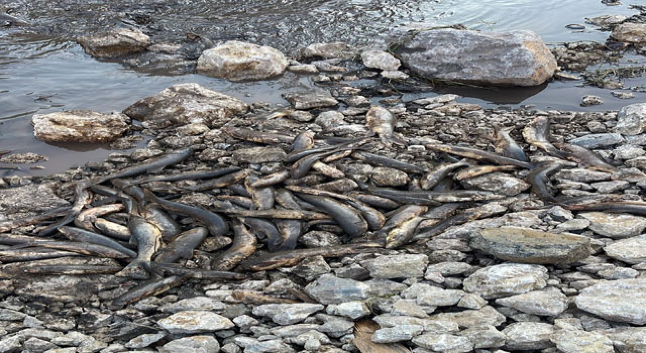 Baraj Kapakları Açılınca Su Seviyesi Düştü, Yüzlerce Balık Telef Oldu