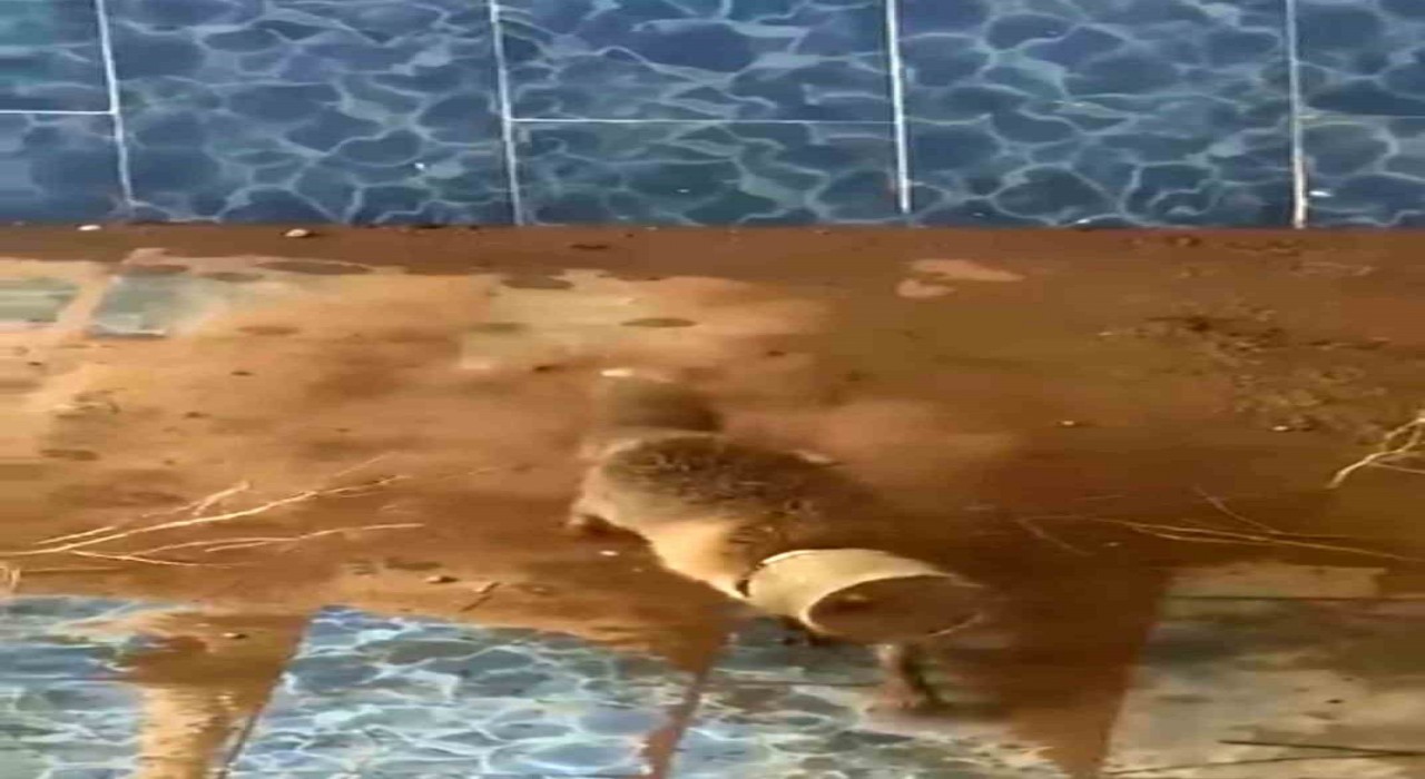 Batmanda bidona kafası sıkışan tilki kurtarıldı