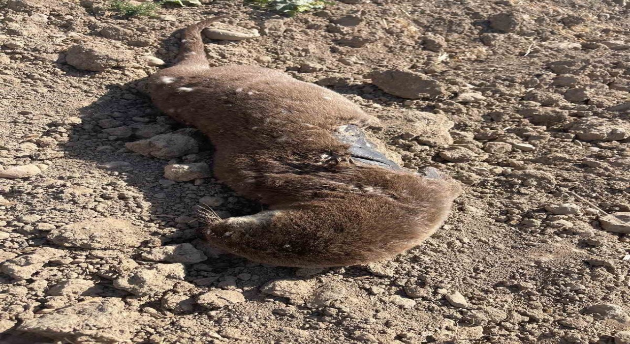 Batmanda koruma altındaki su samuru telef olmuş halde bulundu