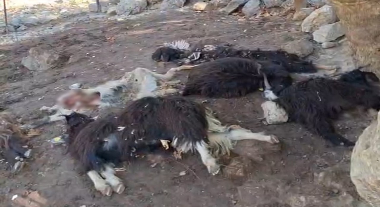 Batmanda kurt saldırısında 10 keçi telef oldu, 10nu da yaralandı