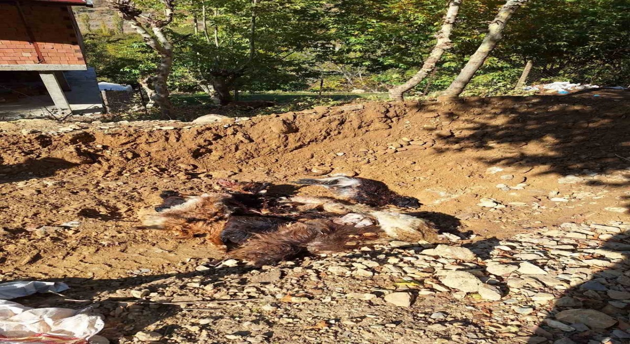 Batmanda kurtlar ağıla girerek 10 adet küçükbaş telef etti