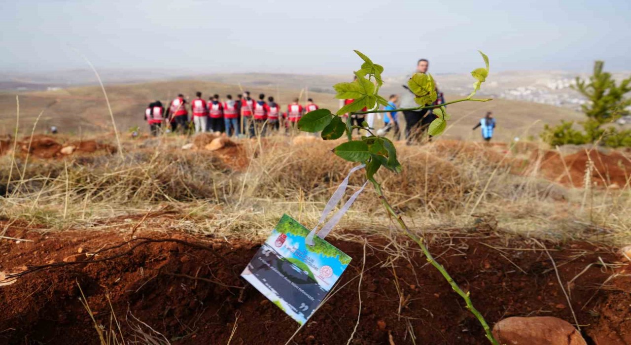 Bayburtta 97 bin 620 fidan toprakla buluşturuldu