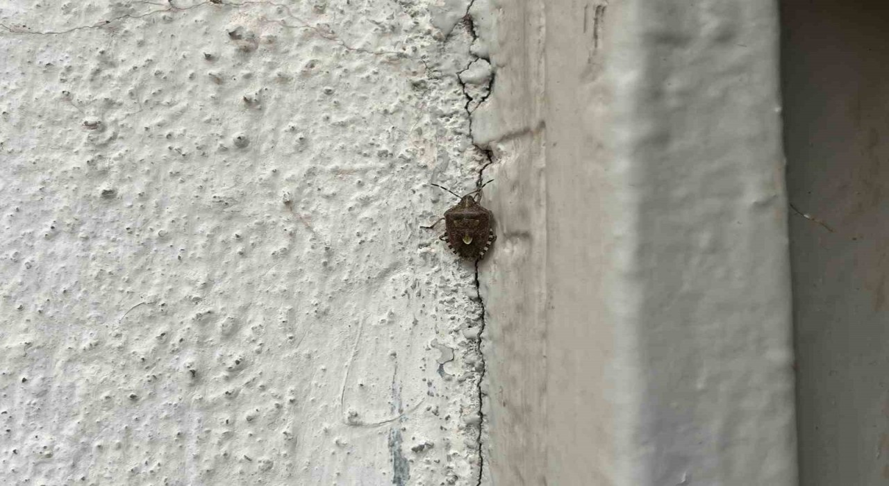 Bayburtta kokarca böceği görüldü