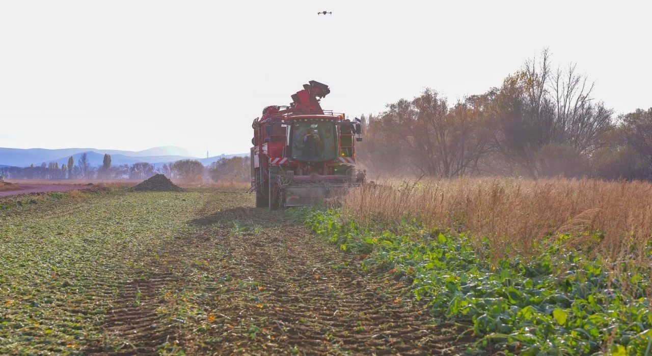 Bayburtun Çiftetaş köyünde şeker pancarı hasadına başlandı