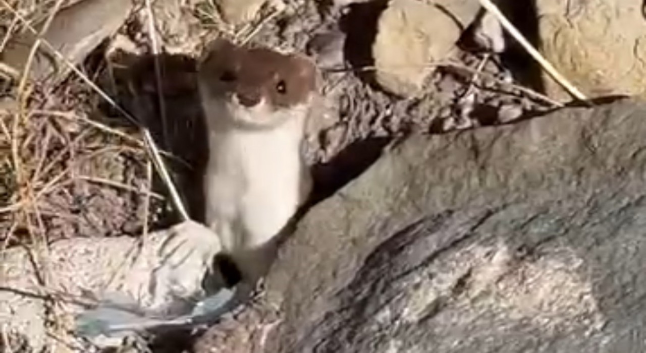 Beyaz gelincik şehir merkezinde görüntülendi