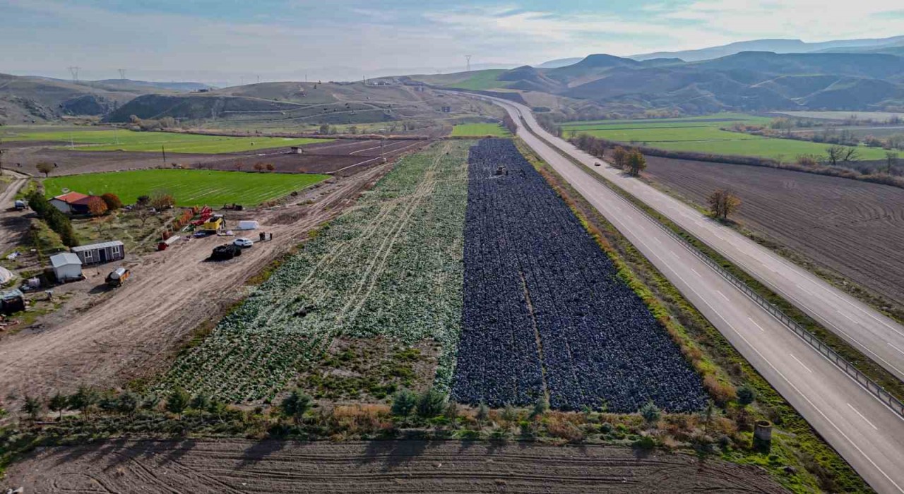 Beypazarında mor lahana hasadı sürüyor