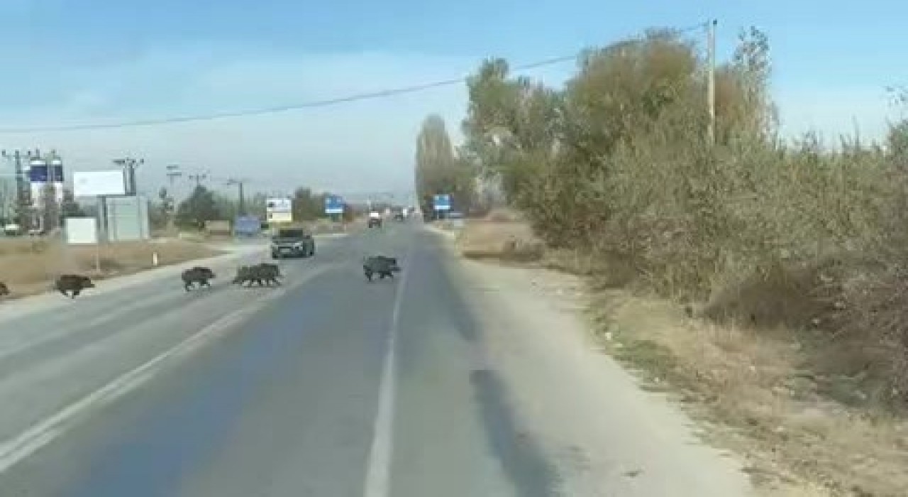 Beyşehirde kara yoluna çıkan yaban domuzu sürüsü böyle görüntülendi