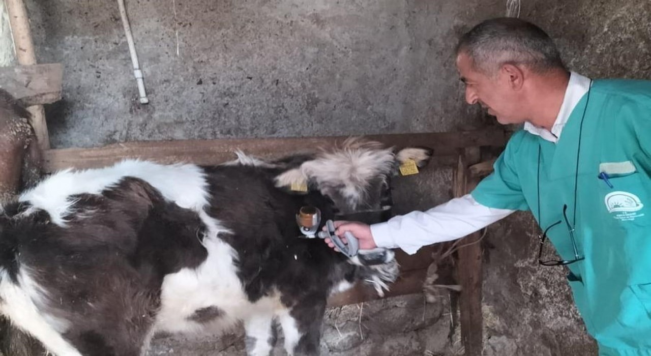 Beyşehirde şap aşısı seferberliği