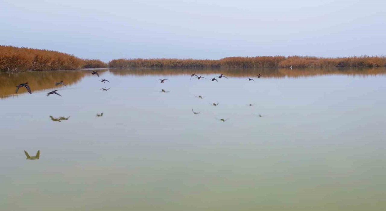 Bitlisten göç etmeyen kuşlar sıcak sulara sığındı