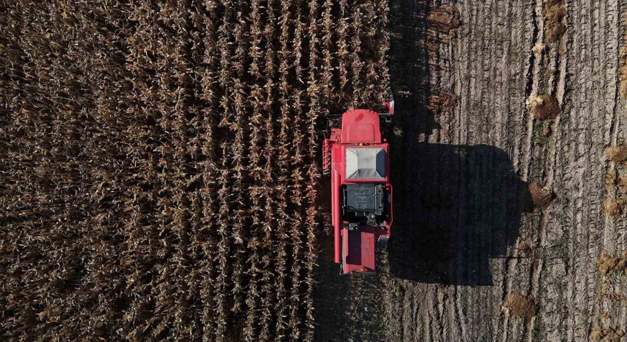 Boluda dane mısır hasadı başladı