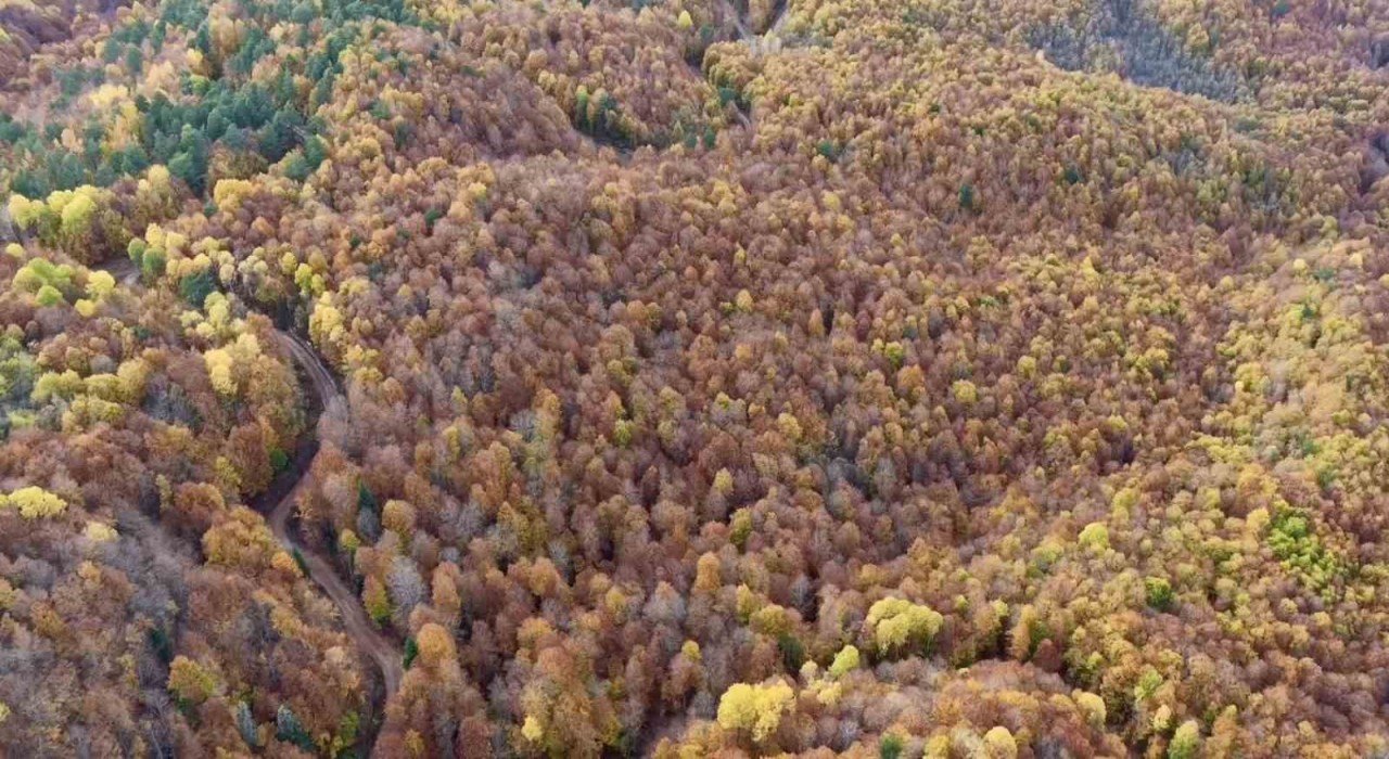 Boluda ormanlık alanlarda sonbahar güzelliği