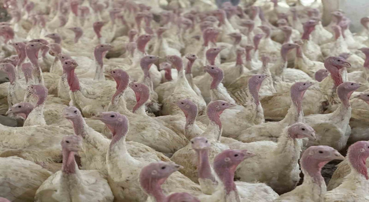 Boluda üreticilere kuş gribi uyarısı