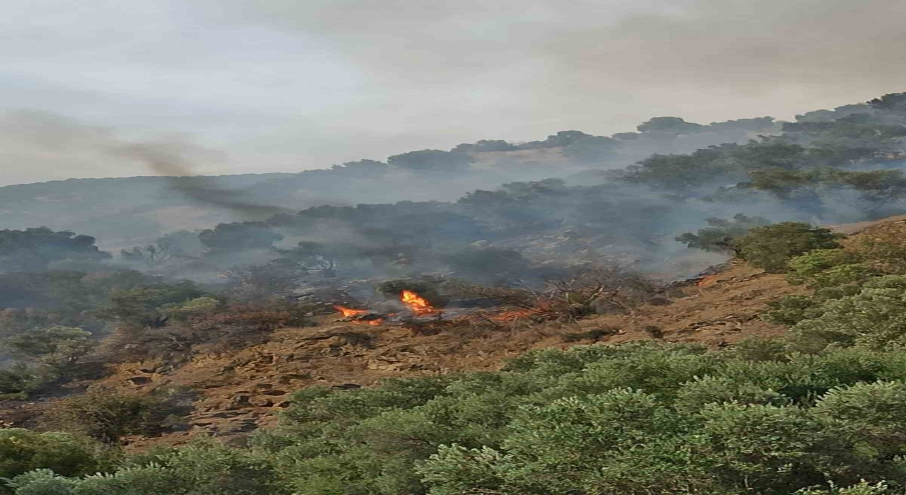 Bozdoğanda orman yangını