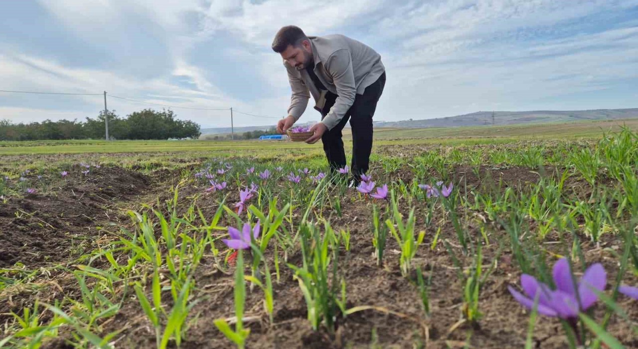 Bu baharatın kilosu 600 bin TL: Topraktan servet fışkırıyor