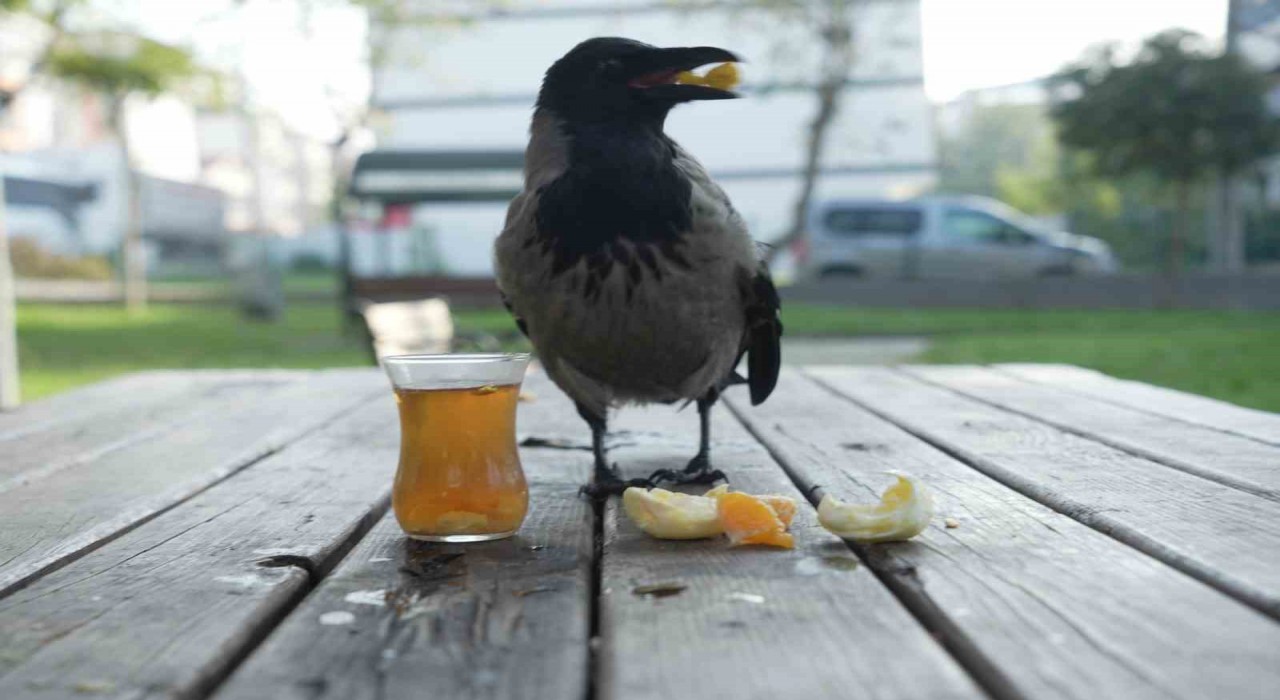 Bu karga çay içip Rize helvası yiyor: Organik gıdaları seviyor