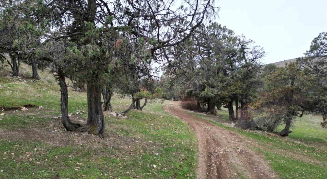 Bu ormana asırlardır balta girmiyor, kuruyup yıkılan ağaçlarda ormanda bırakılıyor